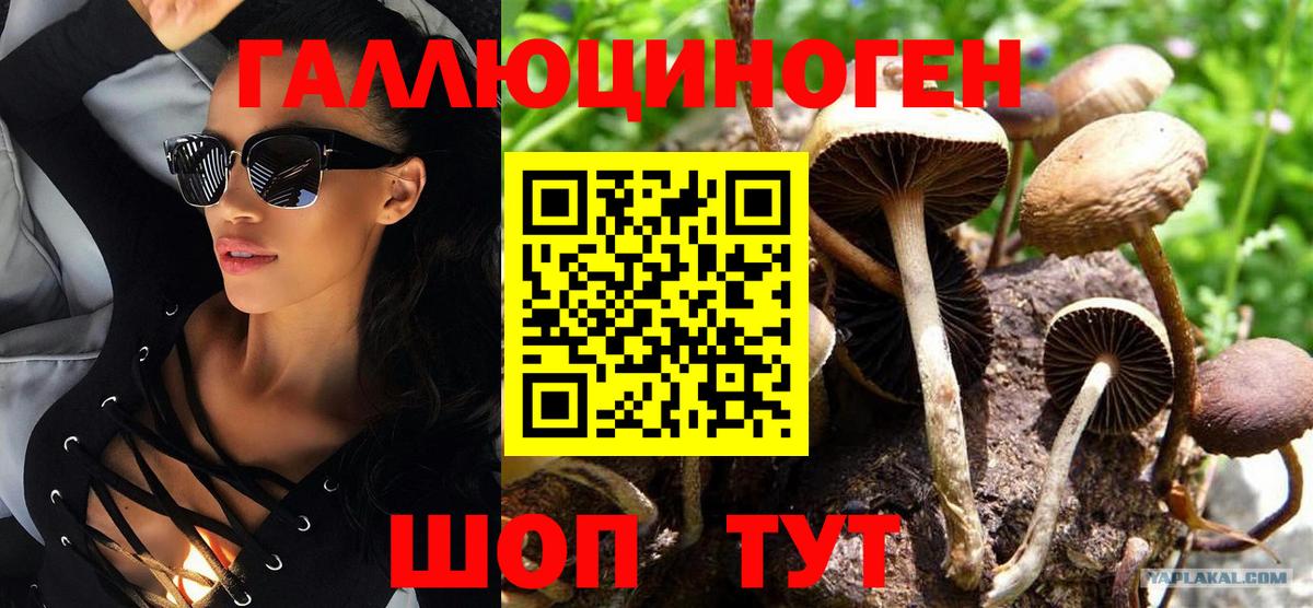 Сертолово  Галлюциногенные грибы Psilocybine cubensis  Вход с VPN 